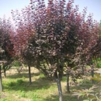 北京廊坊绿化苗木紫叶李出售