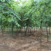 2017年最新的榉树价格表