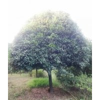 长期大量供应桂花，香樟，罗汉松，杜英，栾树