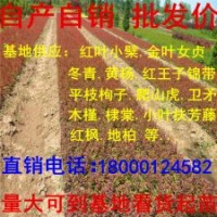 红叶小檗低价出售规格齐全