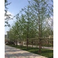 28公分银杏树、兴隆银杏、山东28公分银杏树价格