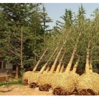 江苏银杏树的价格表、江苏银杏树、兴隆银杏(图)