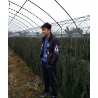 曼地亚红豆杉，各种规格