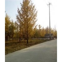 山东银杏价格、兴隆银杏、山东银杏价格表。。