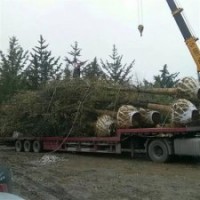 兴隆银杏|银杏树的价格|20公分银杏树的价格