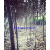 好苗木在定州：唐槭 金叶复叶槭 紫叶稠李 海棠 花灌木 草花