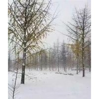 江苏银杏树基地、江苏银杏树、兴隆银杏(图)