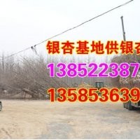 江苏银杏树_兴隆银杏_江苏银杏树