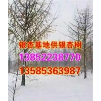 江苏邳州银杏树价格，,邳州银杏树价格,兴隆银杏(多图)