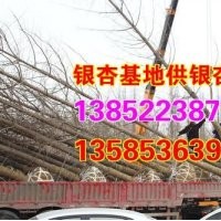 银杏价格表、兴隆银杏、银杏价格表 -