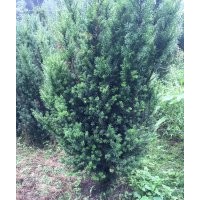 曼地亚红豆杉树