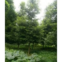 供应桢楠 金丝楠木 天竺桂