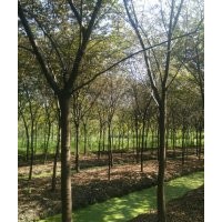出售榉树