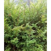 地径1-6公分红豆杉苗