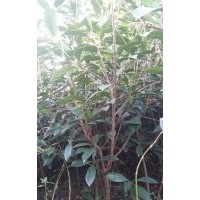 红叶石楠篱笆苗，高1点3米