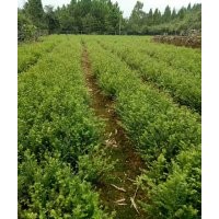 40公分高的一年红豆杉苗子