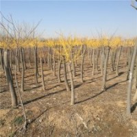 江苏黄金槐的价格是多少钱