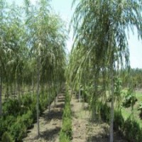 垂柳的市场行情是怎样的，多少钱一棵