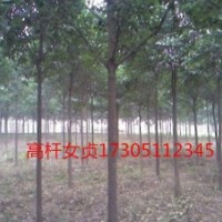 8公分大叶女贞 8公分大叶女贞