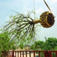 泸州黄葛树|成都黄葛树|重庆黄葛树|四川黄葛树