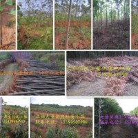 2016年大量供应速生泡桐苗