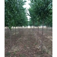 红叶椿.丝棉木.107速生杨.毛白杨