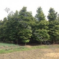 成都低价供应各种桢楠