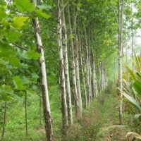 河北大地低价销售-法桐