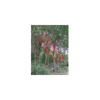 供应高杆女贞 南京高杆女贞 高杆女贞批发价格