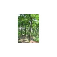 供应国槐 南京国槐 国槐批发价格