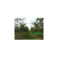 供应榉树 南京榉树 榉树批发价格 榉树价格