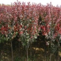 供应3公分以上紫叶李红叶李西府海棠