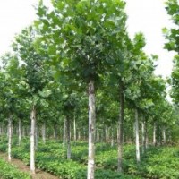 供应法桐，3-25公分，原生