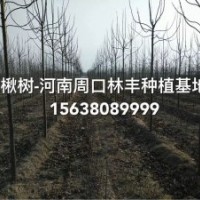 周口楸树金丝楸树基地 周口楸树新品种基地