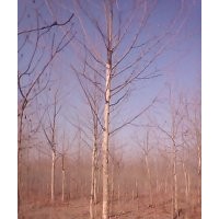 河北法桐 悬铃木