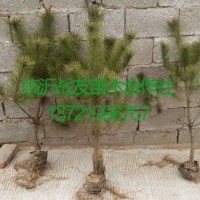 1.2油松苗基地 1.5米油松价格