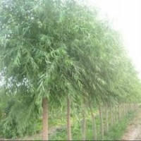 苗圃自产自销2公分垂柳价格 5公分垂柳价格