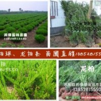 50公分高度龙柏价格10公分龙柏球价格