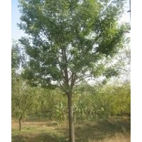 山东国槐价格 23公分国槐价格