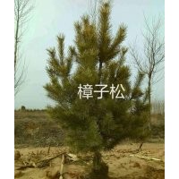 长期供应油松，樟子松