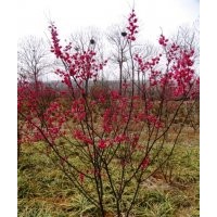 红梅树基地大量供应2~3~4~5~6公分的红梅树苗