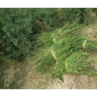 曼地亚红豆杉大小苗