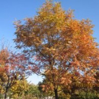 长期提供黄连木价格 10公分15公分20公分25公分黄连木价格