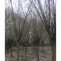 成都精品垂丝海棠