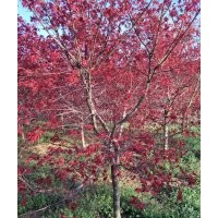 日本红枫5-6-7-8公分