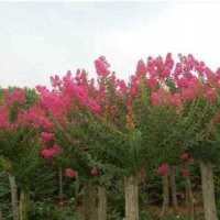 20公分紫薇报价优质紫薇销售