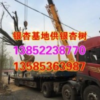 25公分山东银杏树价格、山东银杏树价格、兴隆银杏(查看)