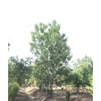 山东丛生白蜡树 景观树 无花果 造型树