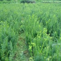 曼地亚红豆杉地苗