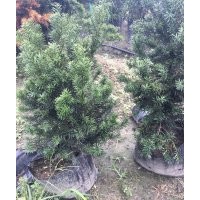 供应曼地亚红豆杉地苗小苗杯苗